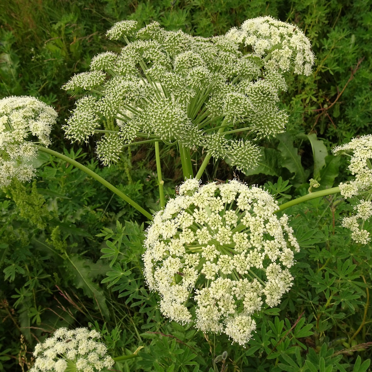 Angelica sylvestris 25-Jul-19 _ 14_57_20