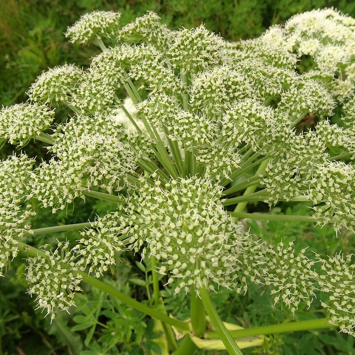 Angelica sylvestris 25-Jul-19 _ 14_57_30