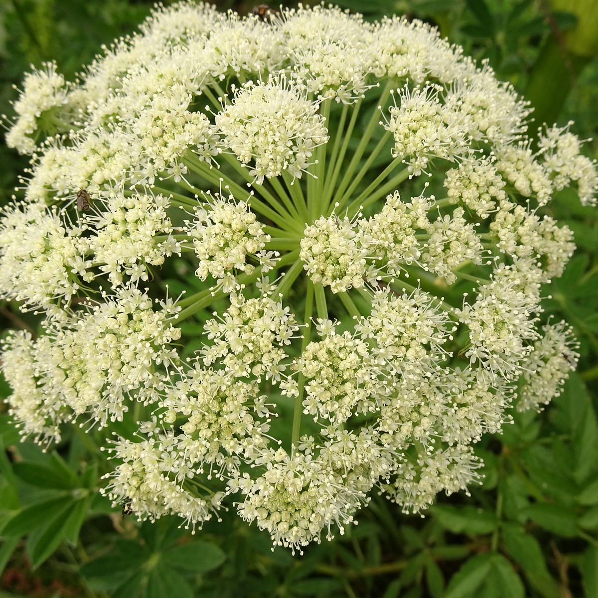 Angelica sylvestris 25-Jul-19 _ 14_57_44