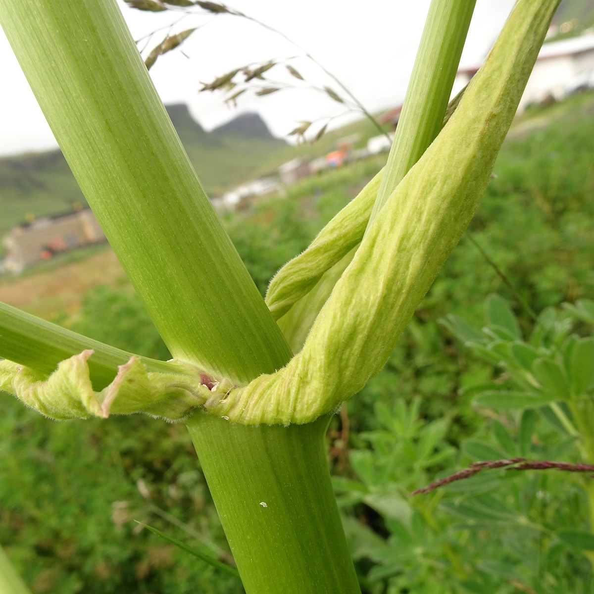 Angelica sylvestris 25-Jul-19 _ 14_57_58