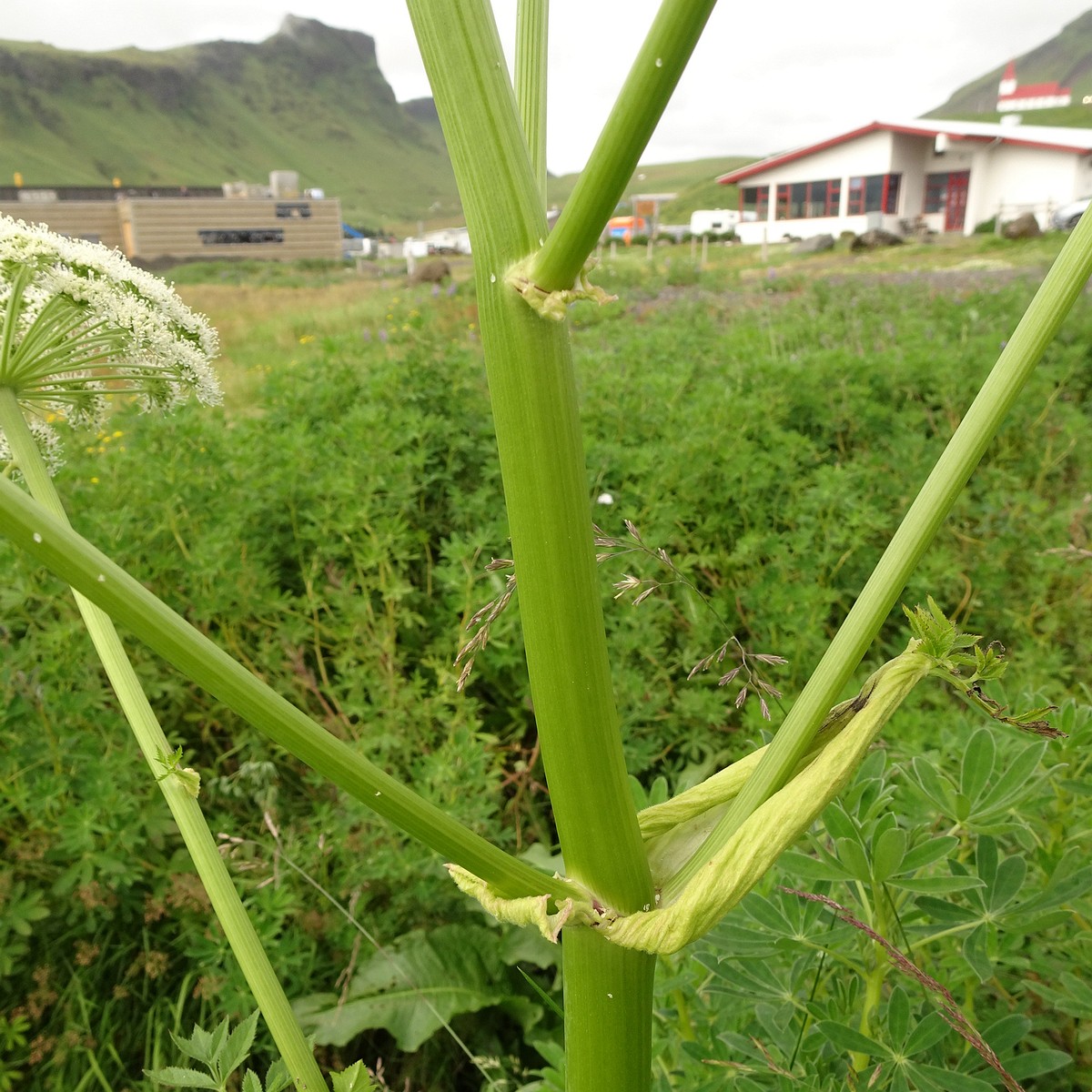 Angelica sylvestris 25-Jul-19 _ 14_58_06