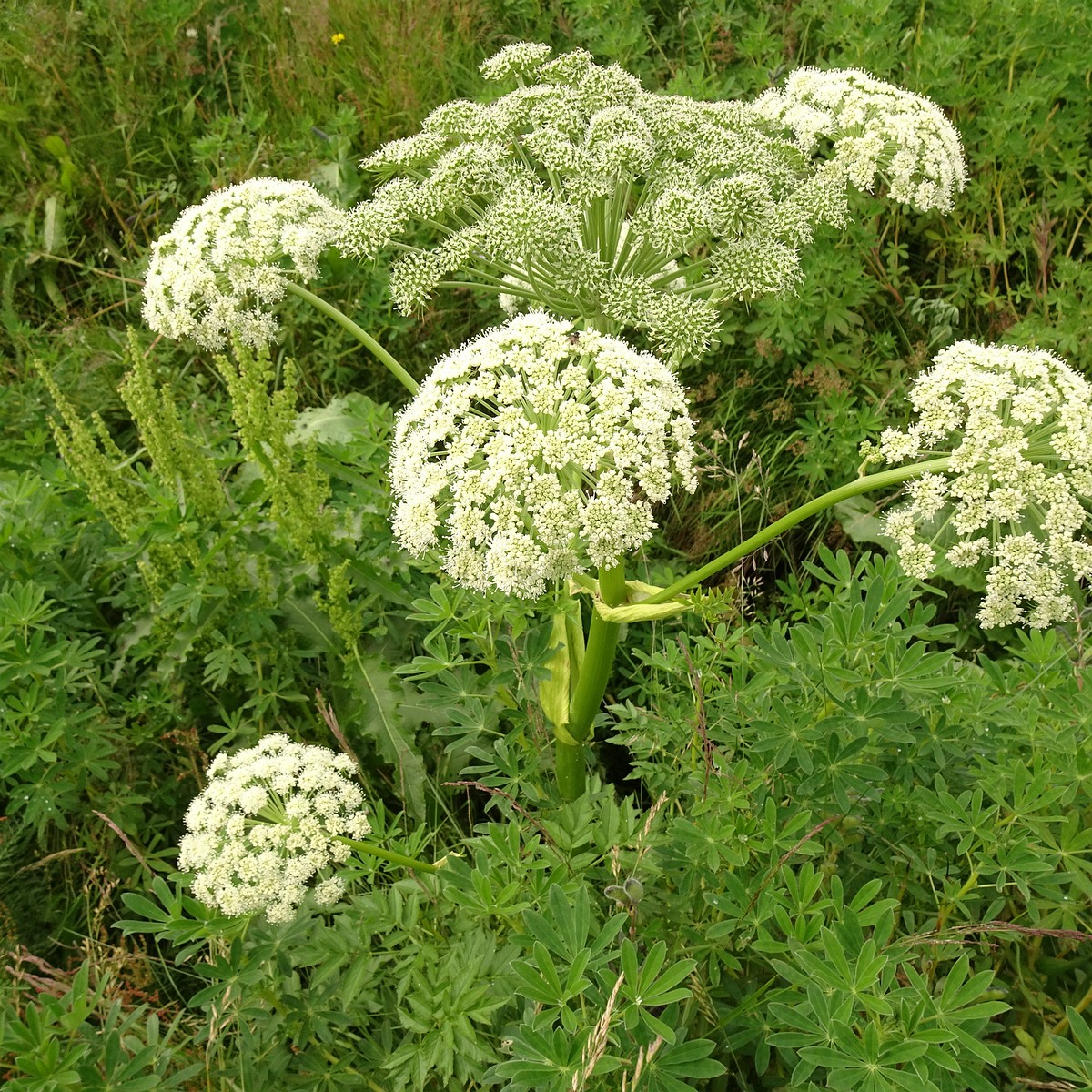 Angelica sylvestris 25-Jul-19 _ 14_58_16