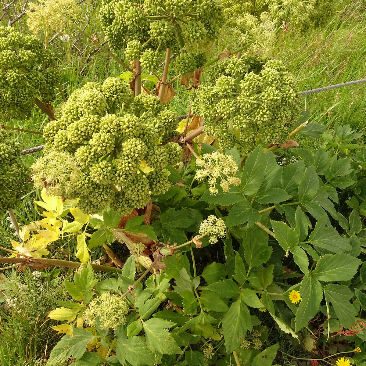 Angelica archangelica 23-Jul-19 _ 12_16_38