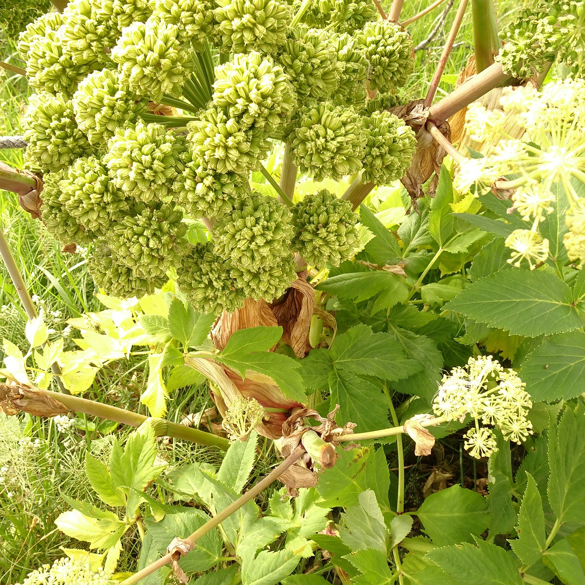 Angelica archangelica 23-Jul-19 _ 12_16_48