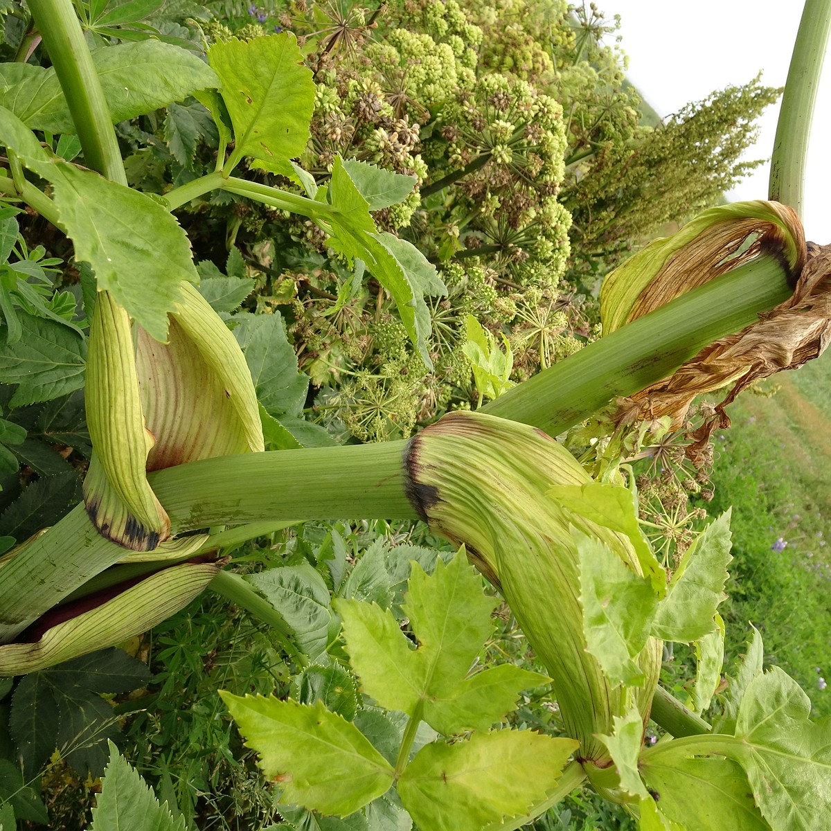 Angelica archangelica 25-Jul-19 _ 15_17_24