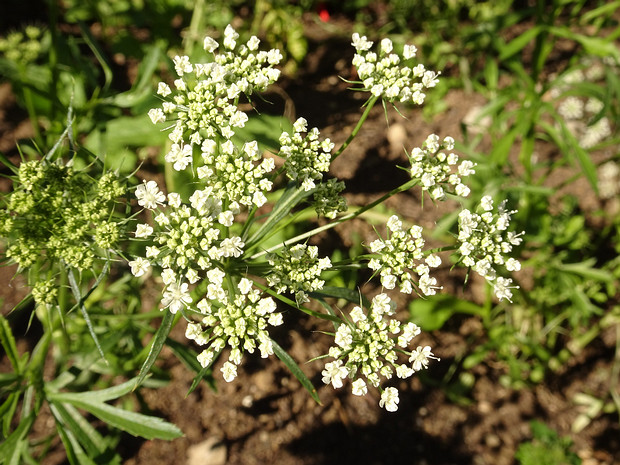 Амми большая - Ammi majus