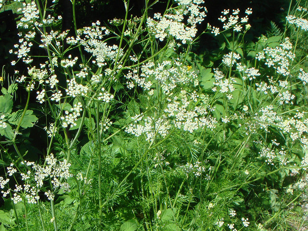 Анис обыкновенный - Pimpinella anisum