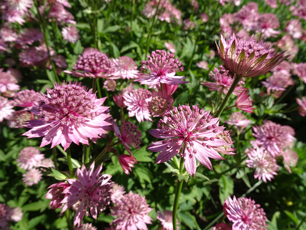 Астранция крупная 'Рома' - Astrantia major 'Roma'