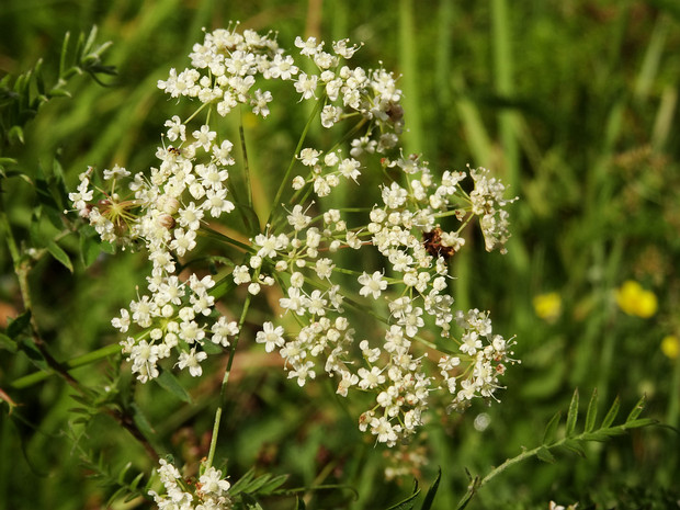 Бедренец камнеломковый - Pimpinella saxifraga