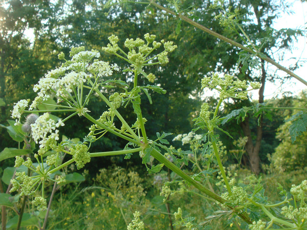 Болиголов пятнистый - Conium maculatum