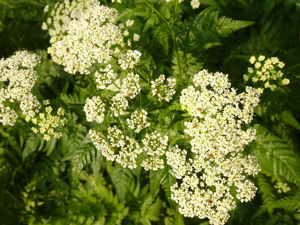 Бутень золотистый - Chaerophyllum aureum