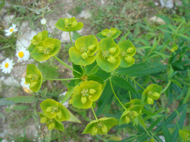 Володушка золотистая - Bupleurum aureum