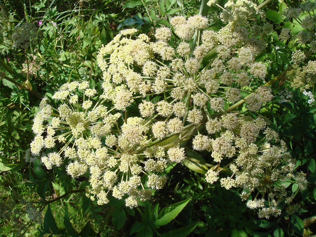 Дудник лесной - Angelica sylvestris