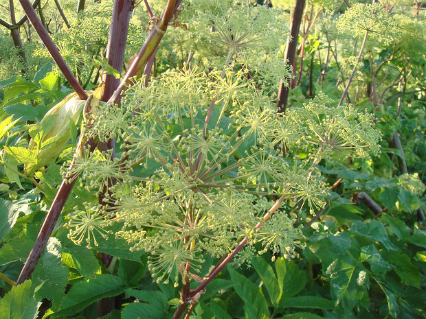 Дягиль лекарственный - Archangelica officinalis