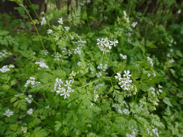 Кервель ажурный - Anthriscus cerefolium