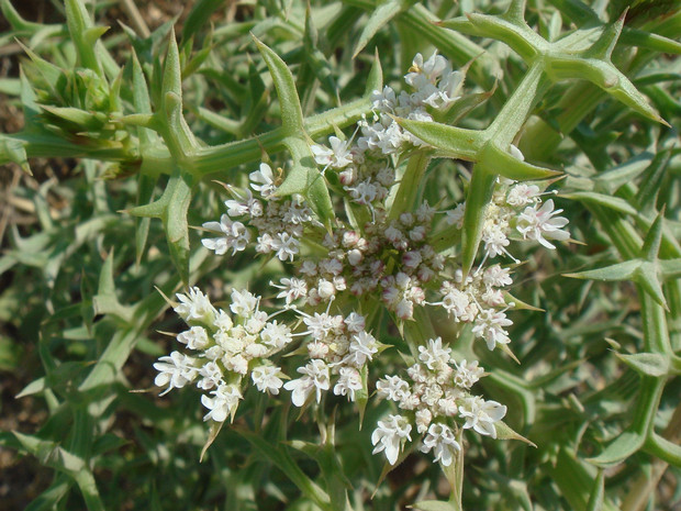 Колюченосник колючий - Echinophora spinosa