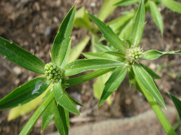 Кориандер мексиканский - Eryngium foetidum