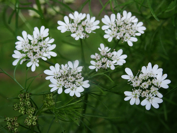 Кориандр посевной - Coriandrum sativum