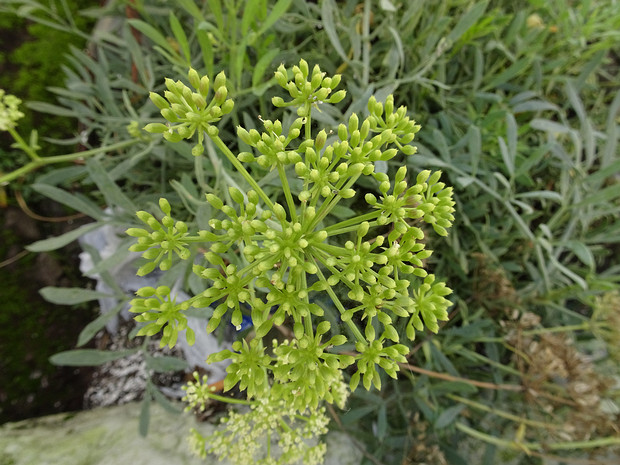 Критмум морской - Crithmum maritimum