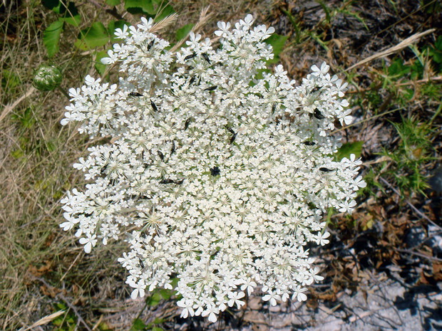 Морковь дикая - Daucus carota