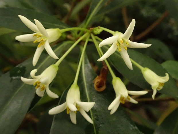 Смолосемянник разнолистный - Pittosporum heterophyllum