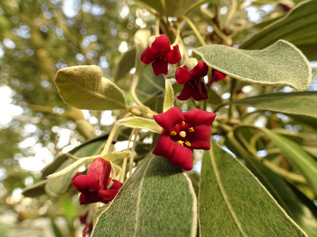 Смолосемянник толстолистный - Pittosporum crassifolium