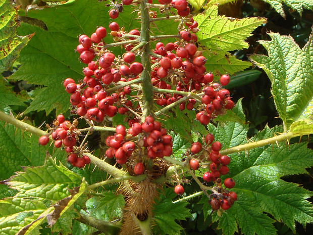 Аралиевые - Araliaceae The Araliaceae are a family of flowering plants, also known as the aralia family (after its type genus Aralia) or ivy...