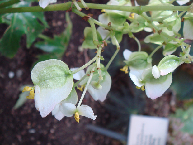 Бегония борщевиколистная - Begonia heracleifolia var viridis