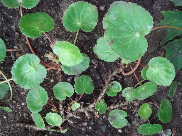 Бегония круглолистная - Begonia rotundifolia