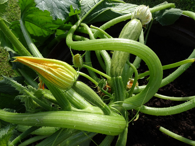 Кабачок - Cucurbita pepo var. fastigata