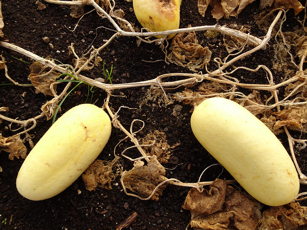 Огурец посевной 'Белое Чудо' - Cucumis sativus 'White Wonder'