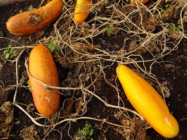 Огурец посевной 'Желтая Гроздь' - Cucumis sativus 'Gele Tros'