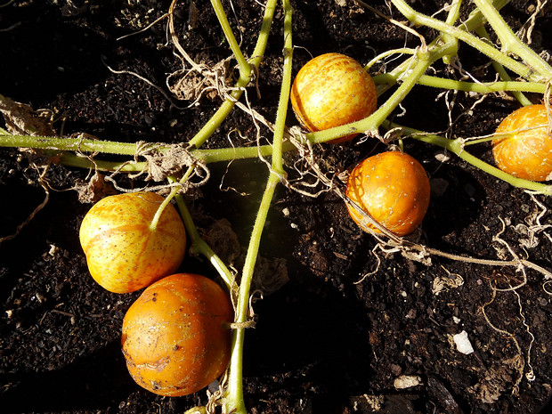 Огурец посевной 'Настоящий Лимон' - Cucumis sativus 'True Lemon'