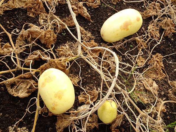 Огурец посевной 'Яйцо Дракона' - Cucumis sativus 'Dragons Egg'