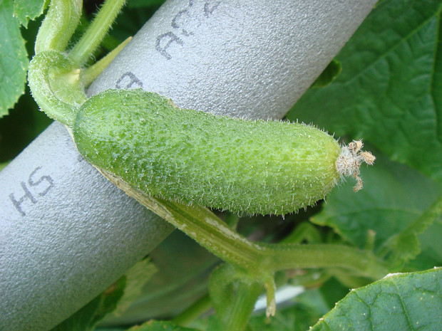 Огурец посевной - Cucumis sativus