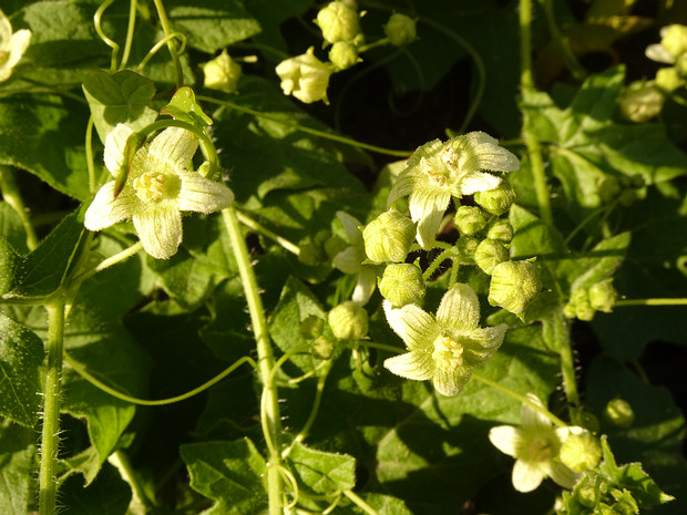 Переступень двудомный - Bryonia dioica