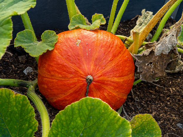 Тыква гигантская 'Конфетка' - Cucurbita maxima 'Konfetka'