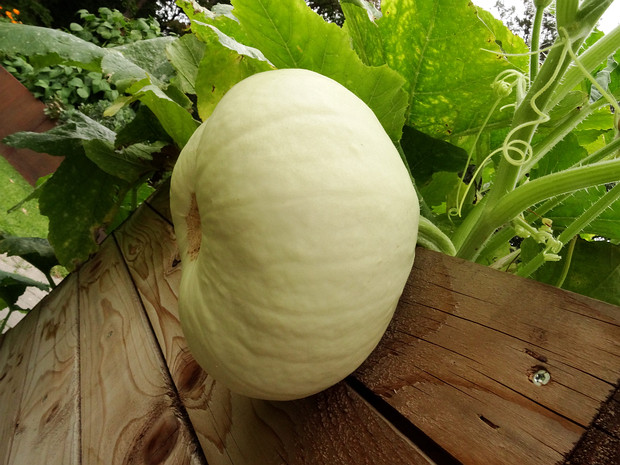 Тыква мускатная - Cucurbita moschata