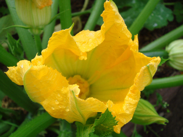 Тыквенные - Cucurbitaceae The Cucurbitaceae, also called cucurbits and the gourd family, are a plant family consisting of about 965 species in...