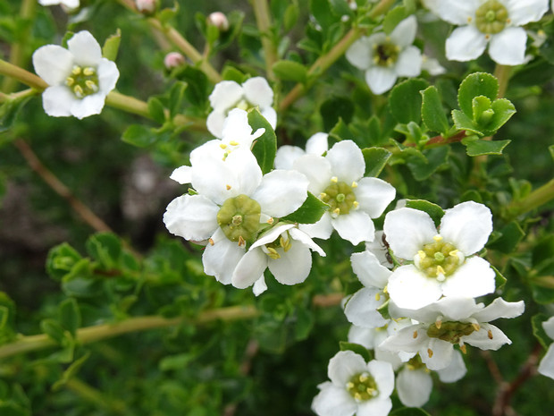 Эскаллониевые - Escalloniaceae Escalloniaceae is a family of flowering plants consisting of about 130 species in seven genera. In the APG II system it...