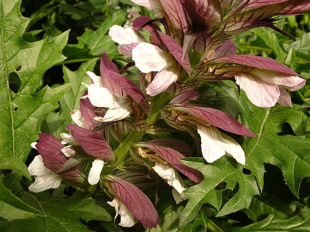 Акант колючий - Acanthus spinosus