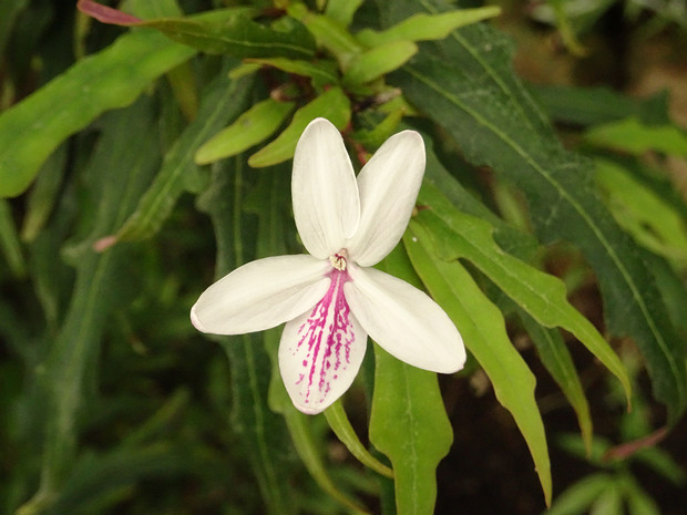 Псевдэрантемум выемчатый - Pseuderanthemum sinuatum