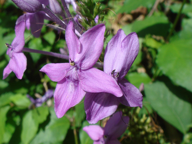 Псевдэрантемум изящноцветковый - Pseuderanthemum graciflorum