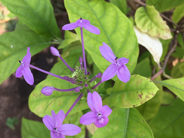 Псевдэрантемум рыхлоцветковый - Pseuderanthemum laxiflorum