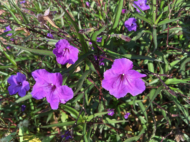 Руэллия Бриттона - Ruellia brittoniana