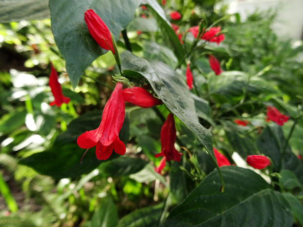 Руэллия коротколистная - Ruellia brevifolia