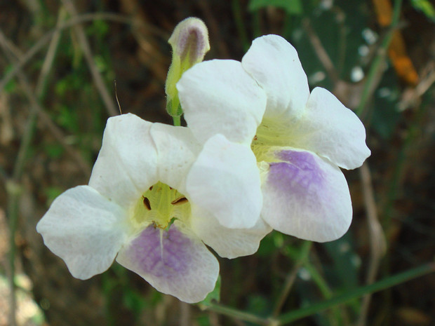 Тунбергия крупноцветковая белая форма - Thunbergia grandiflora f. alba