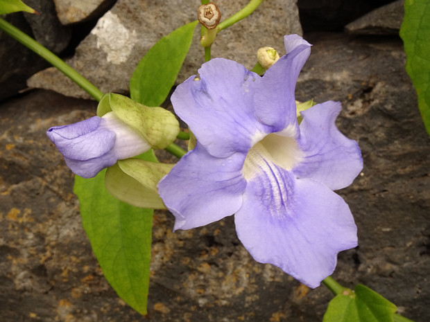 Тунбергия крупноцветковая - Thunbergia grandiflora