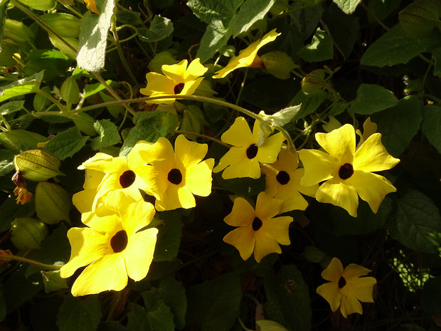 Тунбергия крылатая желтая форма - Thunbergia alata f. lutea