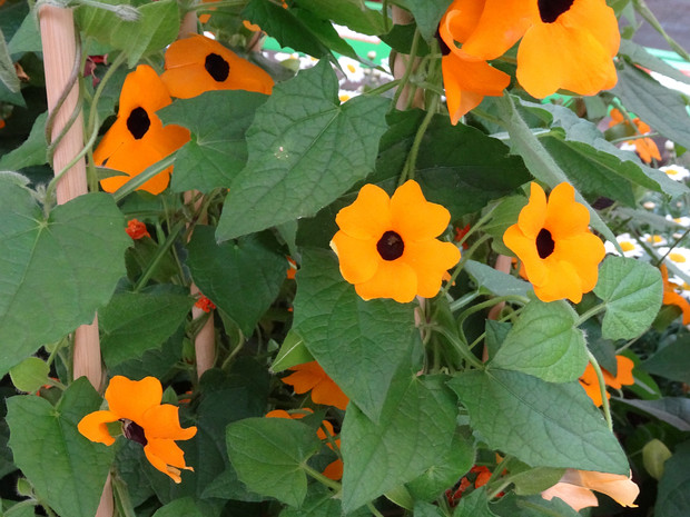 Тунбергия крылатая - Thunbergia alata